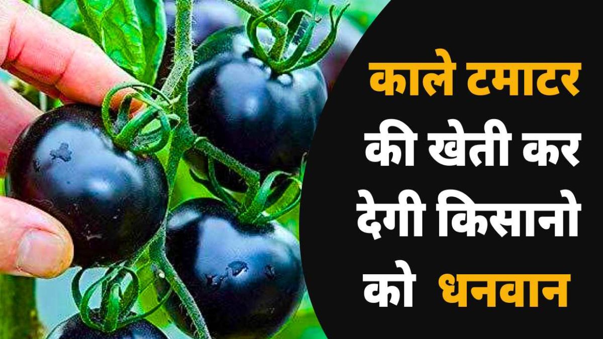 काले टमाटर की खेती